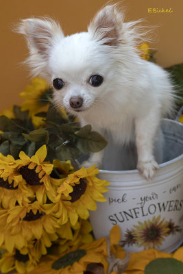 Bailey and the Sunflowers 2021