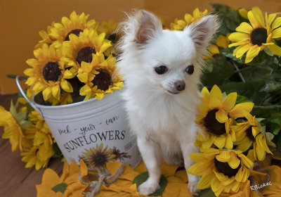 Bailey and the Sunflowers 2021