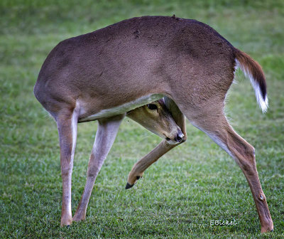 Deer Yoga