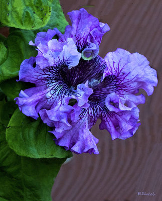 Purple Petunia 6-13-21