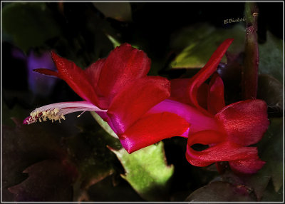 Another Red Christmas Cactus 12-19-21