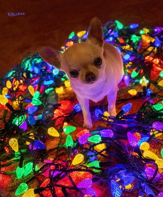 Chile in the Christmas Lights