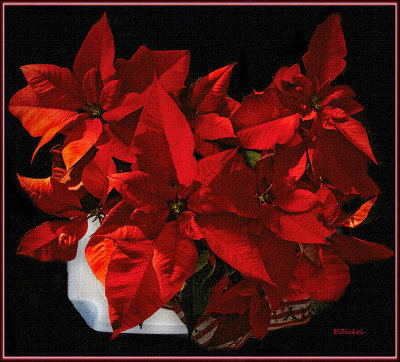 December's Flower 12-20-21