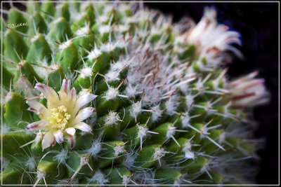  Silver Arrows Cactus 12-08-21