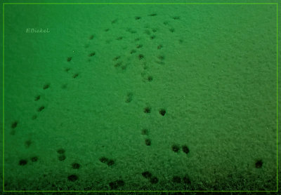 Leprechaun Footprints 3-06-22