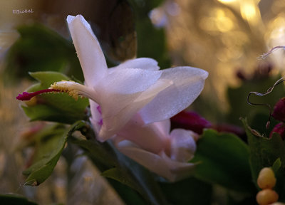 Blush Christmas Cactus (1-03-22)