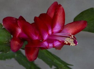 Easter Blooming Christmas Cactus (4-17-22)