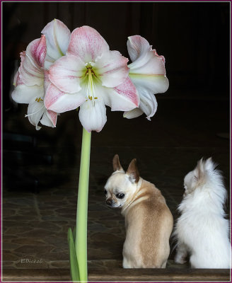 Little Dogs: Big Flowers (5-06-22)