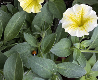 Welcome to my Garden