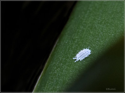 Mealybug