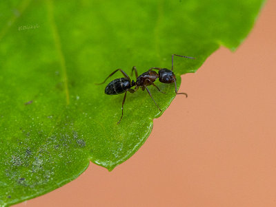 Ant