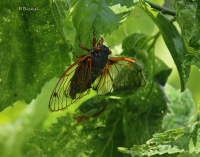 Cicada