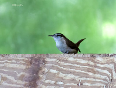 First Day of Summer Visitor 2009