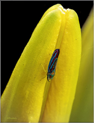 Garden Visitor