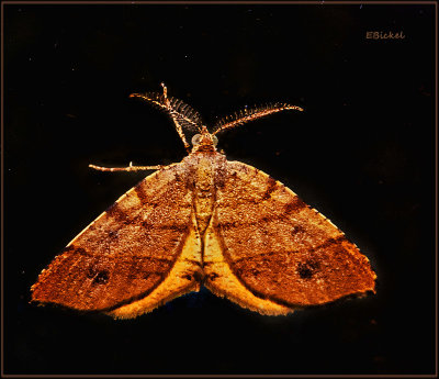 Orangewing - Mellilla xanthometata 2022