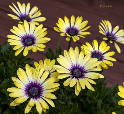 Osteospermum Blue Eye Beauty 2022