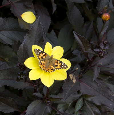 13_Painted_Lady.jpg