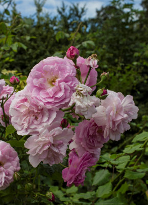 14_Roses.jpg