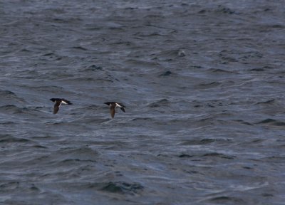 04 Razorbills.jpg