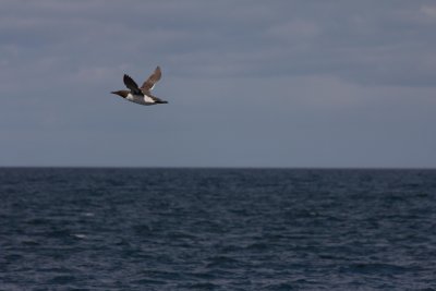 06 Guillemot.jpg