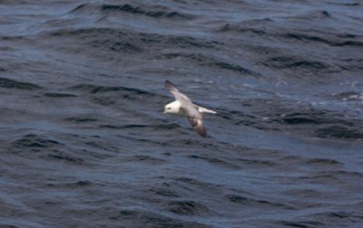 08 Fulmar.jpg