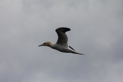 09 Gannet.jpg
