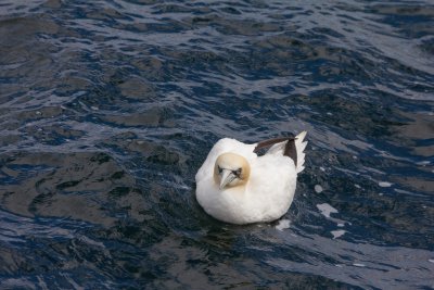 11 Gannet.jpg