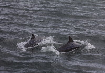 12 Dolphins.jpg