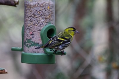 15 Siskin.jpg