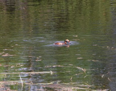 16 Grebe.jpg