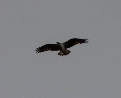 17 Osprey.jpg