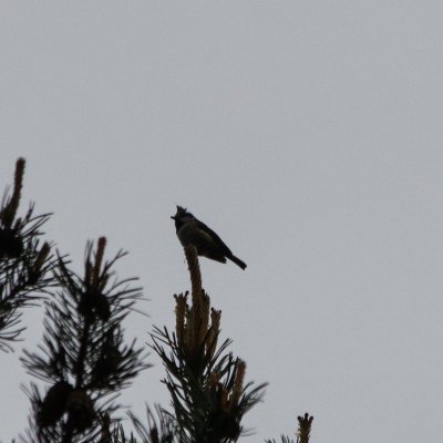 26 Crested Tit.jpg