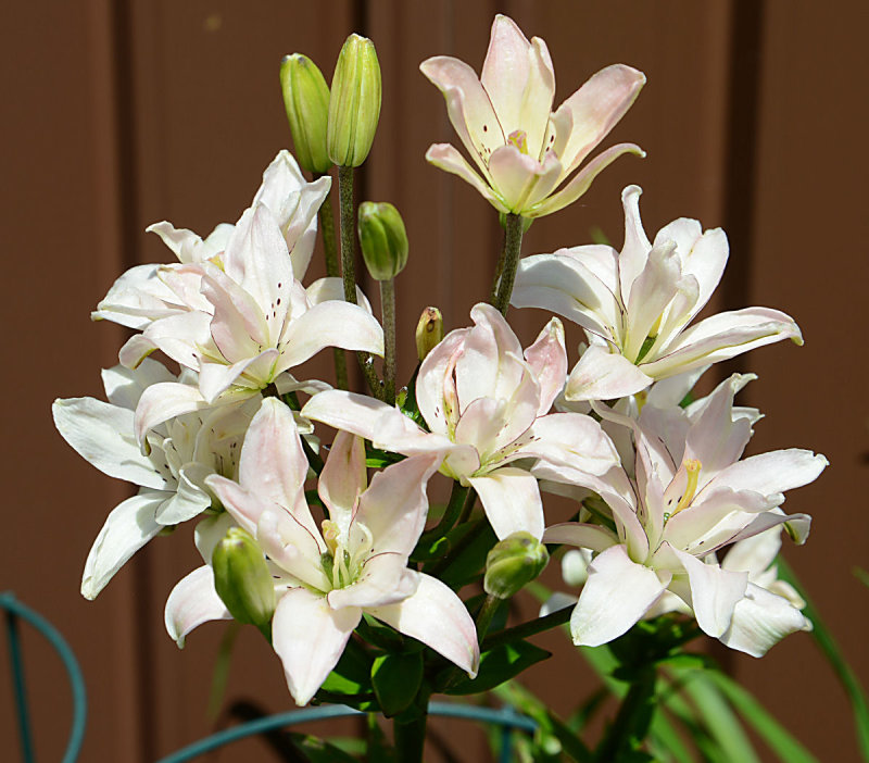 Lillies in the front border.