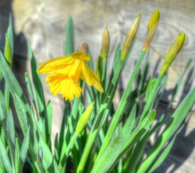 First Daffodill.
