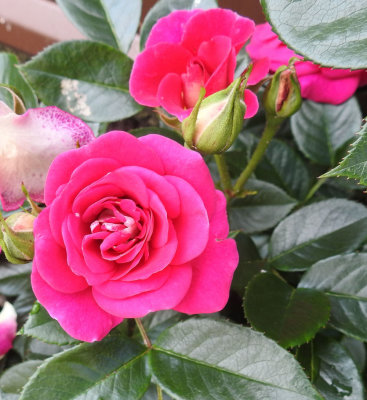 Rose Bush Dark Pink.