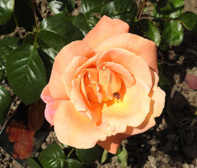 Rose Bush Orange.