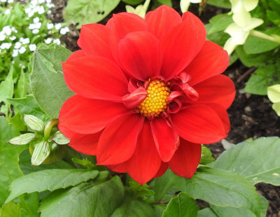 First red Dahlia.