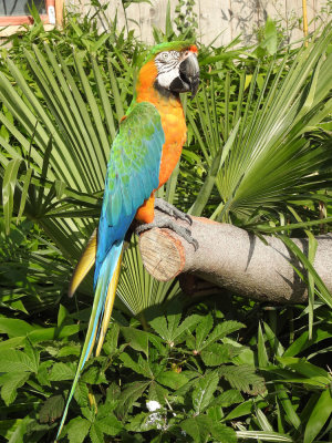 Colourful Macaw.