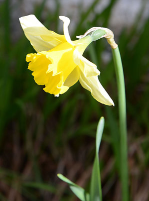 A lonely Daffodil.
