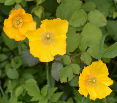 Welsh Poppies in the hedgerow.