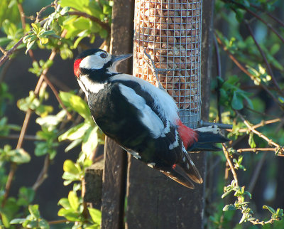 A Male greater spotted Woodpecker.