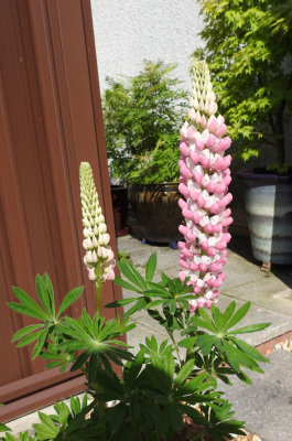 Lupins in the front garden.