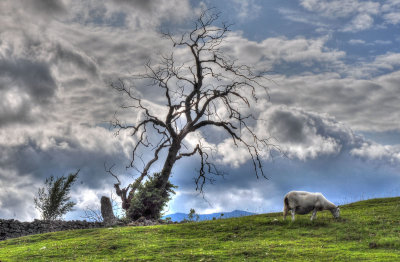 Lone Sheep and tree.