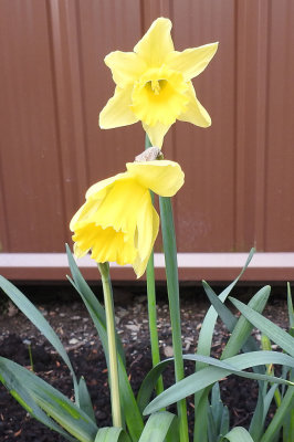 First Daffodils.