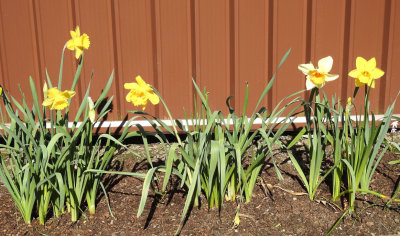 Last of the Daffodils.