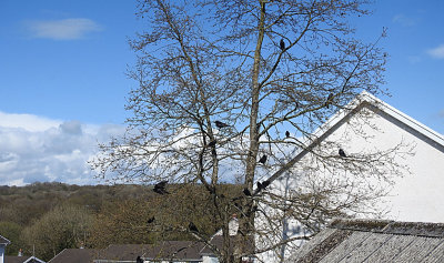 Rooks in tree.