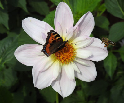 Small Tortoiseshall Butterfly on Dahlia.