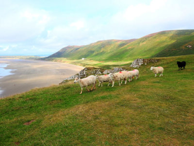 Sheep on RHOSSILI Bay 