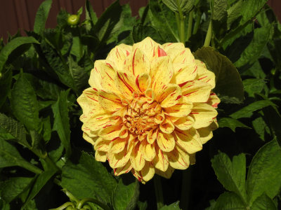 The first yellow Dahlia.