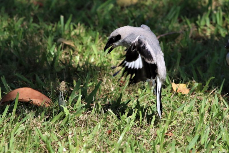 Loggerhead Shrike Fledgling Hovering Over A Lizard!